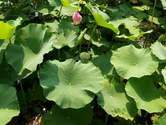 -灵山莲花公园-温泉度假区