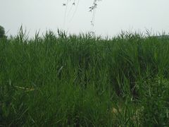 -绿堤公园