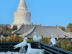 -妙应寺白塔