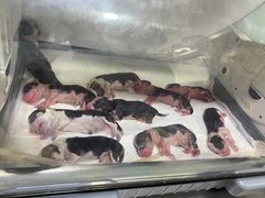 -宠颐生中康贝怡动物医院