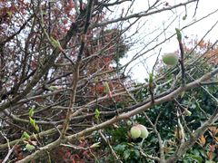 -上海崇明金茂凯悦酒店