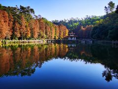 -深圳仙湖植物园