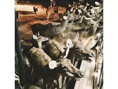 -清迈夜间动物园