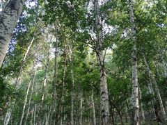 -乌兰布统草原