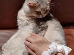 -MOCHA明星猫咖(田子坊店)