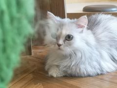 -飞行喵MR PILOT|猫舍·猫咖(静安大融城店)