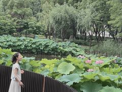 -陈家山荷花公园