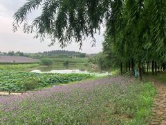 -大塘金香草谷