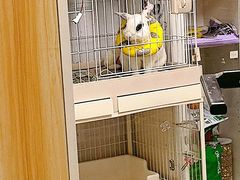 -瑞派·关忠动物医院猫科外科·异宠·24小时转诊中心(祥云店)