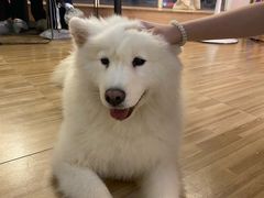 -喵小馆·猫咖狗咖猪咖·饮品店