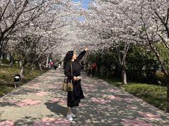 -高东镇樱花园