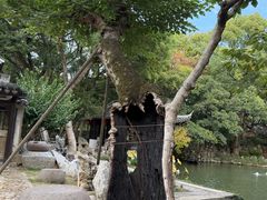 -绮园景区