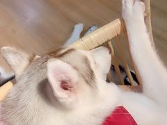 -Husky Go! 哈士奇体验馆·宠物咖啡厅狗咖