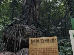 -莫里热带雨林景区