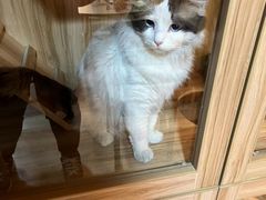 -白兔子密室(长寿路店)