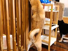 -豆柴町-柴犬主题狗咖(红鼎国际C座店)