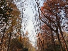 -上海海湾国家森林公园