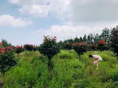 -上海长兴岛郊野公园