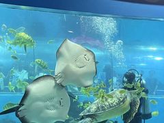 -苏州海洋馆