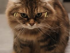-猫儿山۰猫主题餐厅