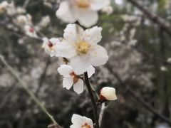 -潮府馆·非遗潮州菜·港式点心(世纪公园店)