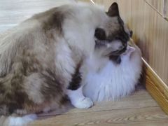 -白兔子密室(长寿路店)