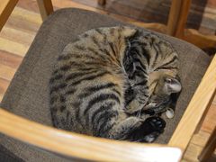 -猫的天空之城概念书店(杭州南宋御街店)