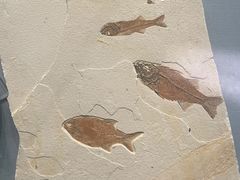 -湖南省地质博物馆