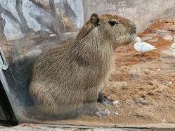 -Zoolung Zoolung动物主题公园(海信广场店)