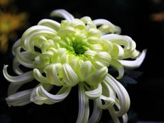 -杭州植物园