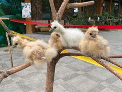 -南宫五洲植物乐园