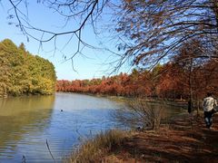 -上海海湾国家森林公园