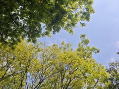 -美的鹭湖森林度假区