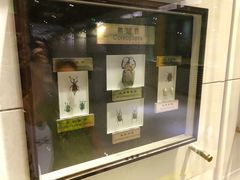 -上海昆虫博物馆