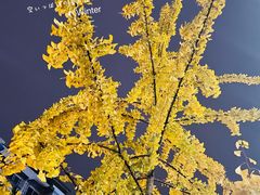 -太平洋影院(西村店)