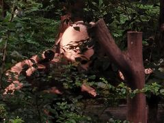 -成都大熊猫繁育研究基地