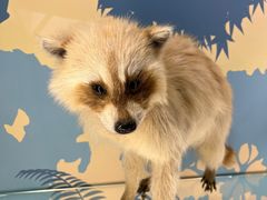 -陕西自然博物馆