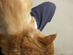 -乖乖宠物医院·猫科·骨科·24小时(云岗分院)