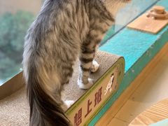 -猫在这儿猫咪咖啡馆·撸猫馆