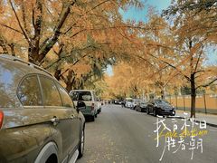 -三里屯东五街银杏大道
