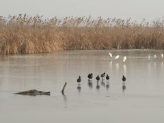 -盐城丹顶鹤湿地生态旅游区