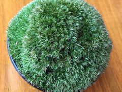 -上海外滩茂悦大酒店