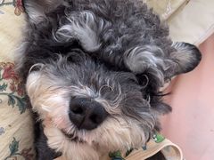 -BABIT巴比特宠物(MOMOPARK店)