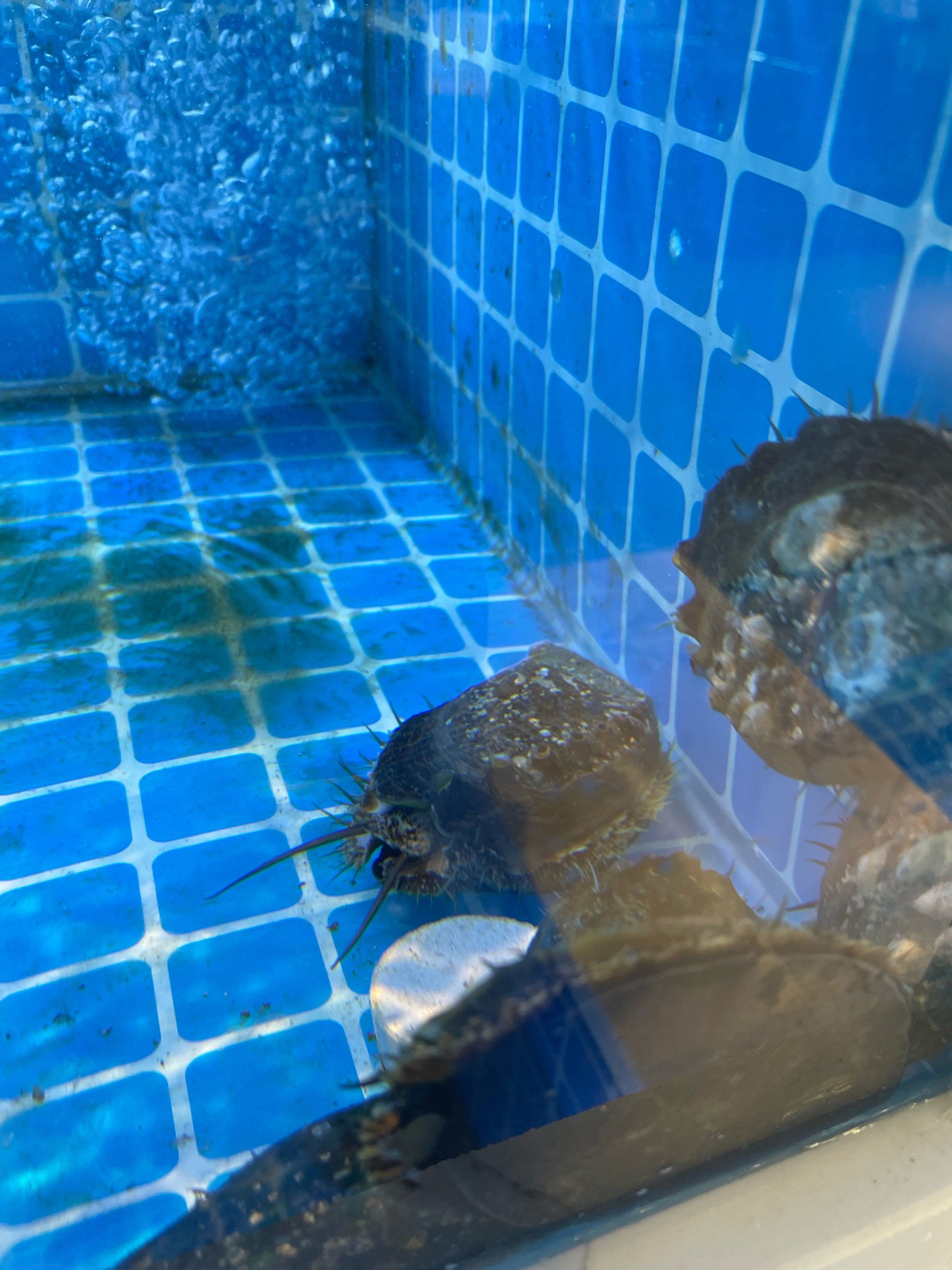 第一次看到活的鲍鱼