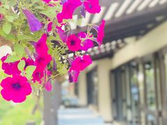 -Local泰莲庭(虹鳟鱼店)