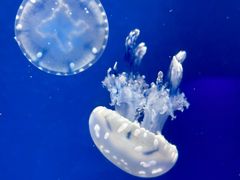 -福州罗源湾海洋世界旅游区