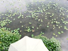 -湖畔居茶楼(湖滨店)