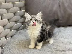 -lincat·猫舍(广州店)