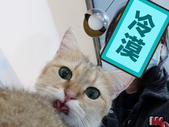 -糯米喵星人·撸猫猫舍咖啡馆(西市场嘉华店)