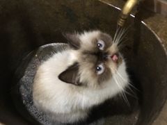 -more than meow吴止猫主题餐厅(承德 中船汇店)